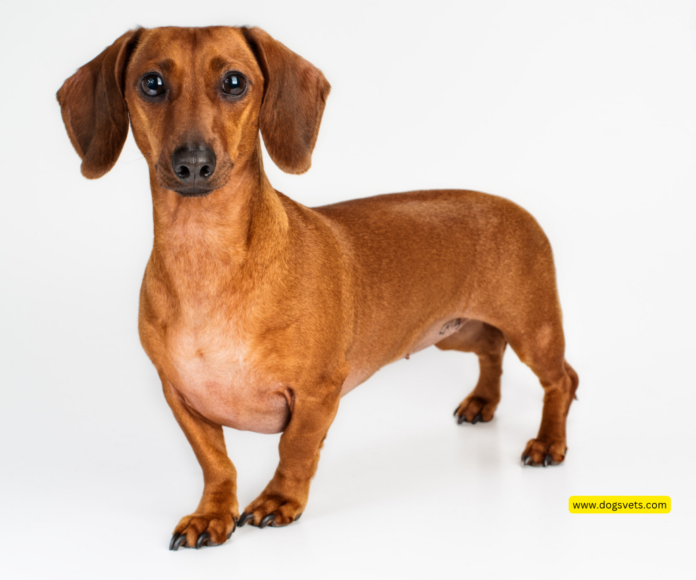 Can Dachshunds Be Left Alone? A Comprehensive Guide